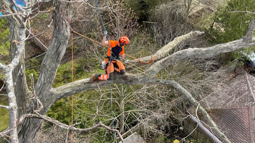 Pruning Is Vital for Tree Health